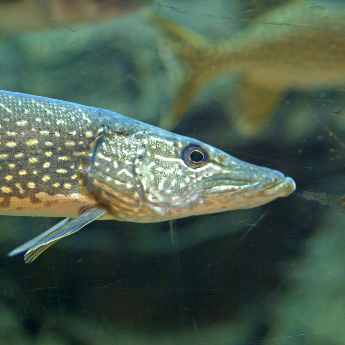 Photo d'un brochet nageant en rivière