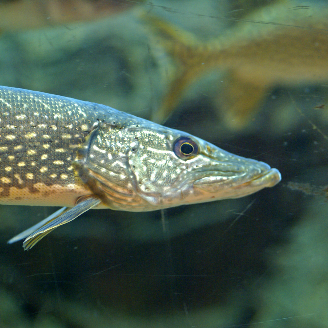 Le brochet en rivière : nos meilleurs conseils