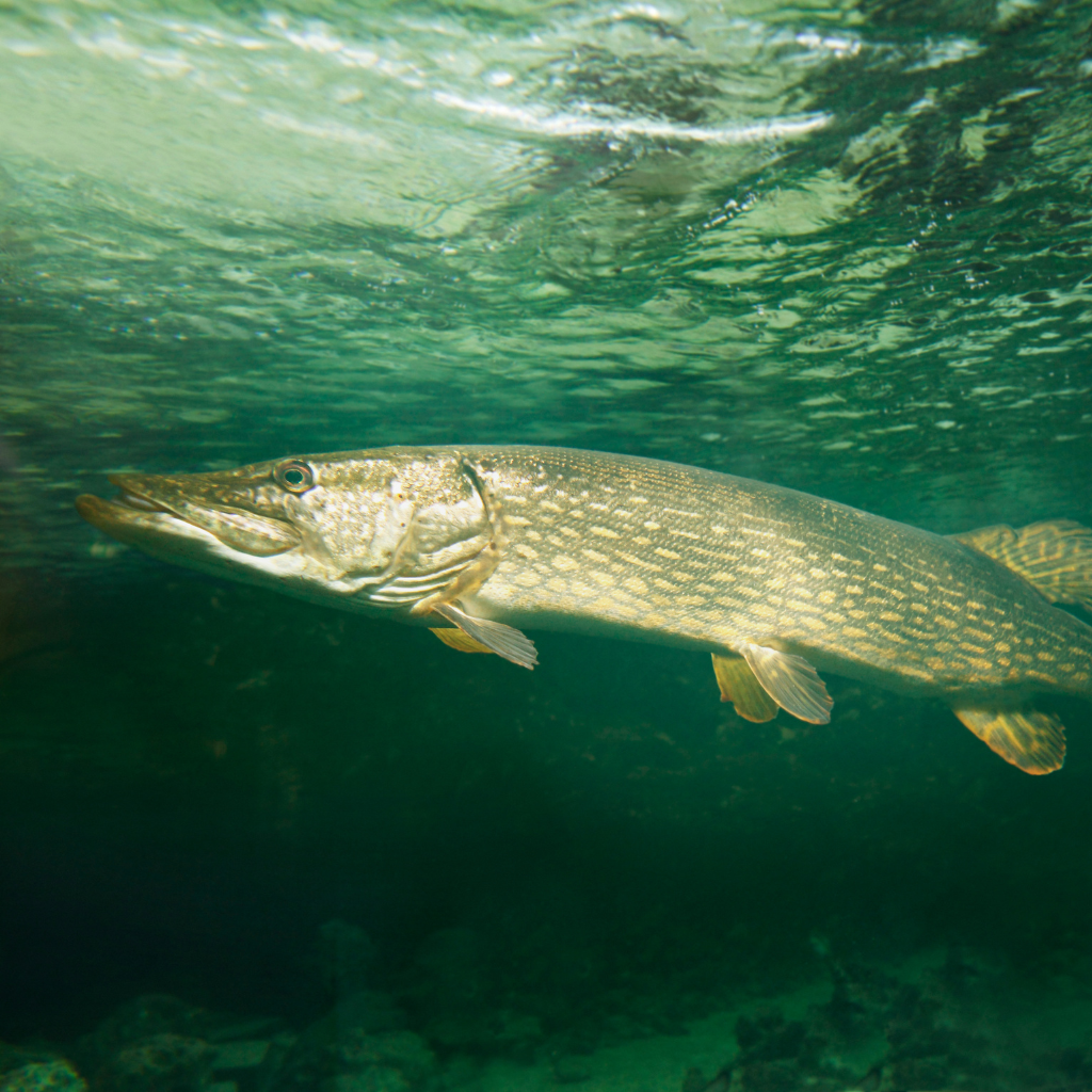 Le top 3 des meilleurs leurres à brochet